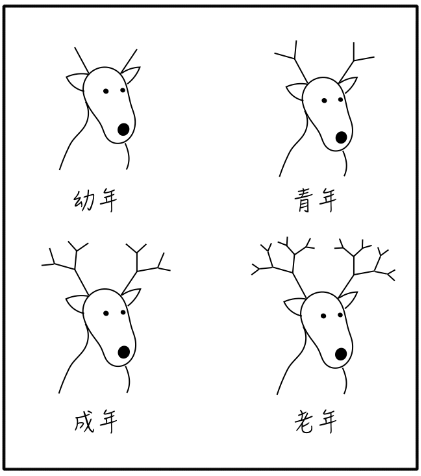 分形